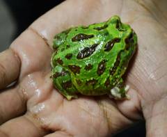 Medium Green Pacman Frogs