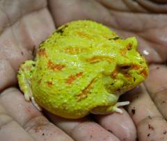 Medium Albino Pac Man Frogs