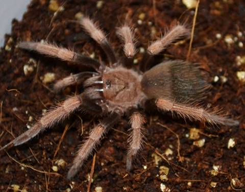 Mexican Orange Beauty Tarantulas Small