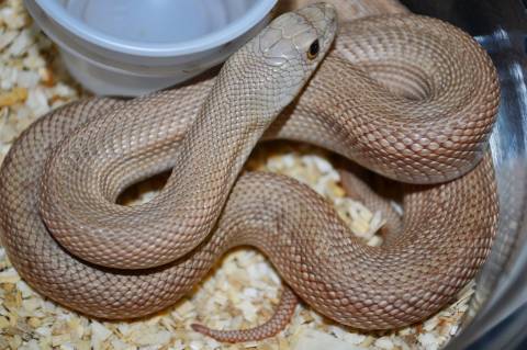 Small Patternless Southern Pinesnakes