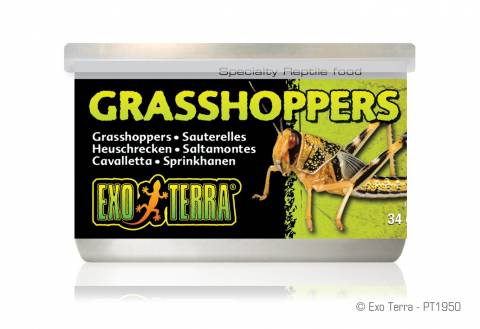 Exo Terra Canned Grasshoppers 1.2oz