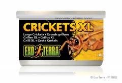Exo Terra Canned Large Crickets 1.2oz