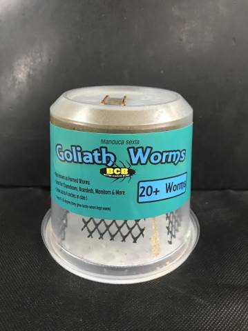Goliath Worm Cultures  (aka Horned Worms)