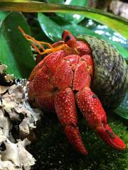 Strawberry Hermit Crabs