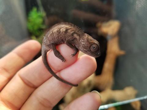 Baby Panther Chameleons (non locale specific)