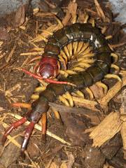 Southeast Asian Giant Forest Centipedes (yellow legs)