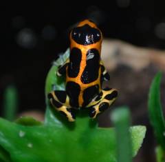 Ranitomeya imitator 'Intermedius' Arrow Frogs