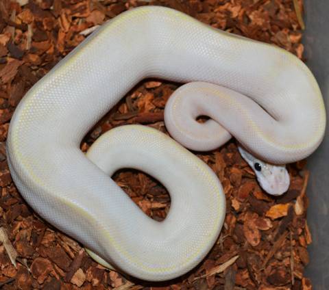 Baby Male Ivory Ball Pythons