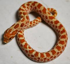 Baby Toffee Belly Western Hognose Snakes