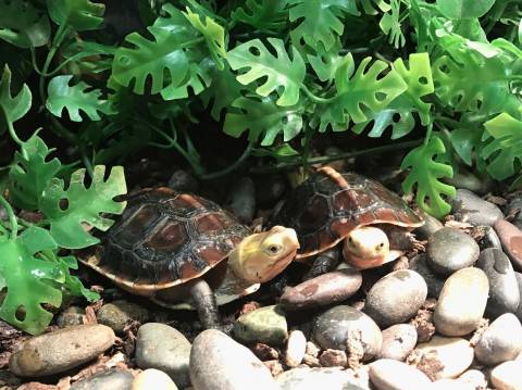 Baby Chinese Box Turtles