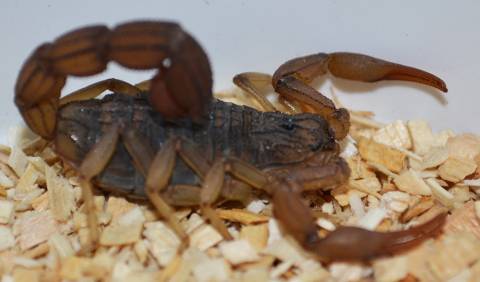 African Yellow Scorpions