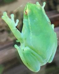 Orinoco Lime Green Glass Frogs (aka hatchet faced frogs)