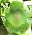 Orinoco Lime Green Glass Frogs (aka hatchet faced frogs)