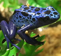 Dart Frogs and Mantellas