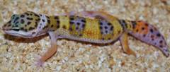 Small High Yellow Leopard Geckos w/regrown tails