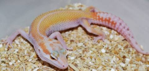 Small Snake Eyed APTOR Leopard Geckos