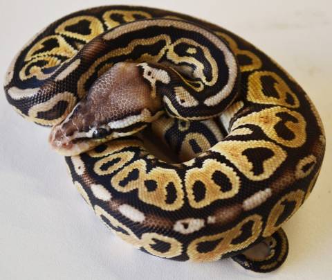 Baby Pastel Ball Pythons 100% Het for Red Axanthic