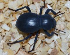Smooth Black Death Feigning Beetles