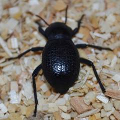 Black Death Feigning Beetles