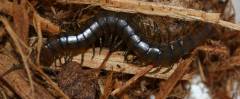 Haitian Giant Centipedes