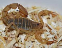 Yellow Devil Desert Scorpions