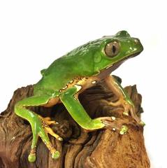 Giant Bicolor Tree Frogs