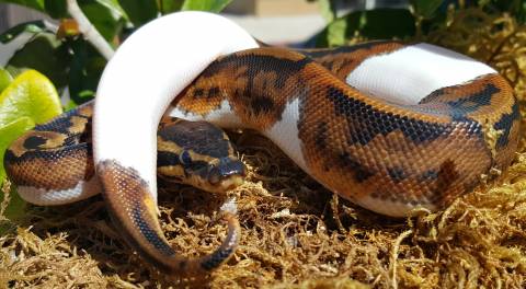 Baby Male Piebald Ball Pythons