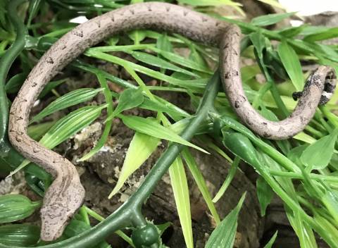 Santa Isabel Island Ground Boas