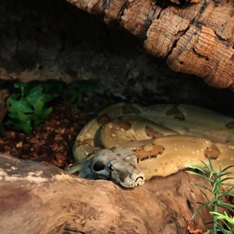 Medium Hypo Jungle Colombian Boas