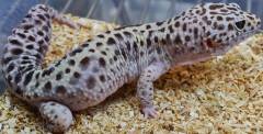 Adult Jungle Gem Snow Leopard Geckos