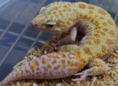 Adult Male RAPTOR Leopard Geckos w/regrown tails