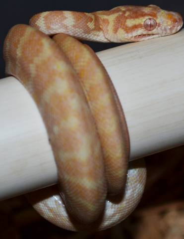 Baby Albino Carpet Pythons