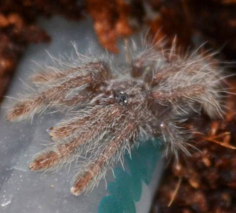 Featherleg Baboon Spiderlings