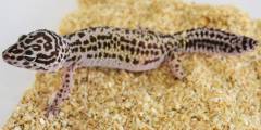 Adult Striped High Yellow Leopard Geckos w/minor nipped tails