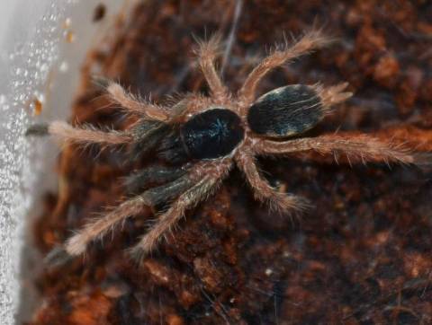 Philippine Tangerine Spiderlings