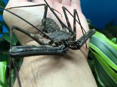 West African Tailless Whipspiders