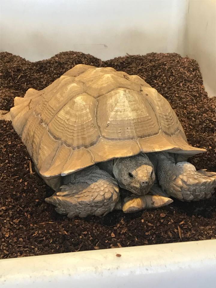 giant african tortoise for sale