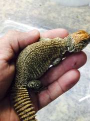 Small Moroccan Uromastyx