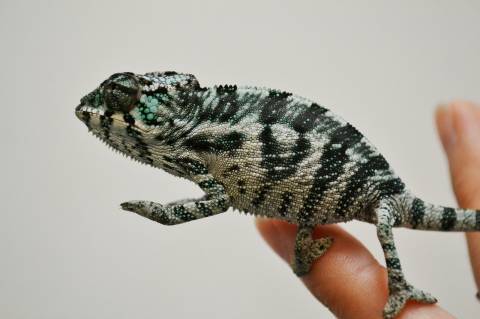 Small Ambanja Panther Chameleons