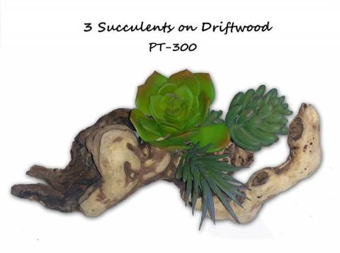 Pet Tech 3" Succulent on Driftwood