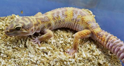 Adult Bold Stripe Tremper Albino Leopard Geckos