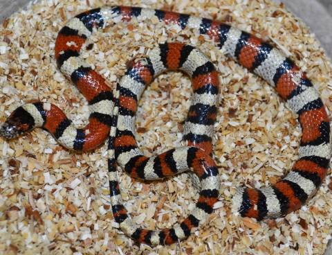 Sub Adult Central Plains Milksnakes
