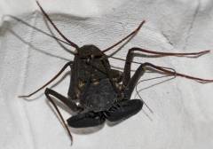 Florida Tailless Whip Spiders