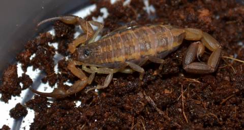 Florida Striped Bark Scorpions