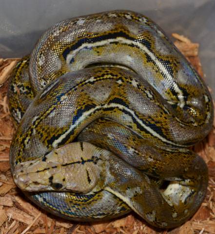 Small Anthrax Reticulated Pythons