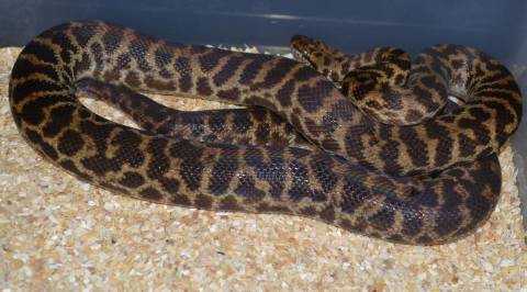 Adult Spotted x Stimsons Pythons