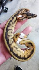 Baby Low White Piebald Ball Pythons