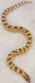 Sub Lemon Ghost Conda Western Hognose Snakes