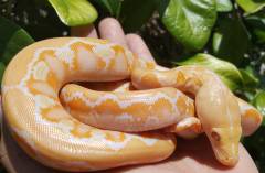 Baby Albino Reticulated Pythons