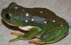Mexican Leaf Frogs
